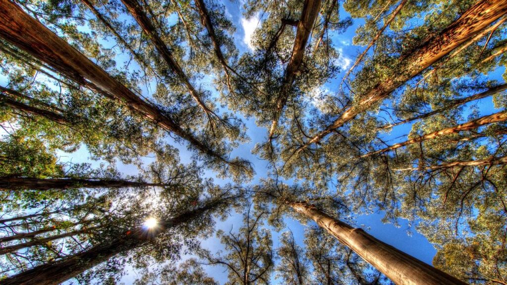 Sassafras Healing Room Experience